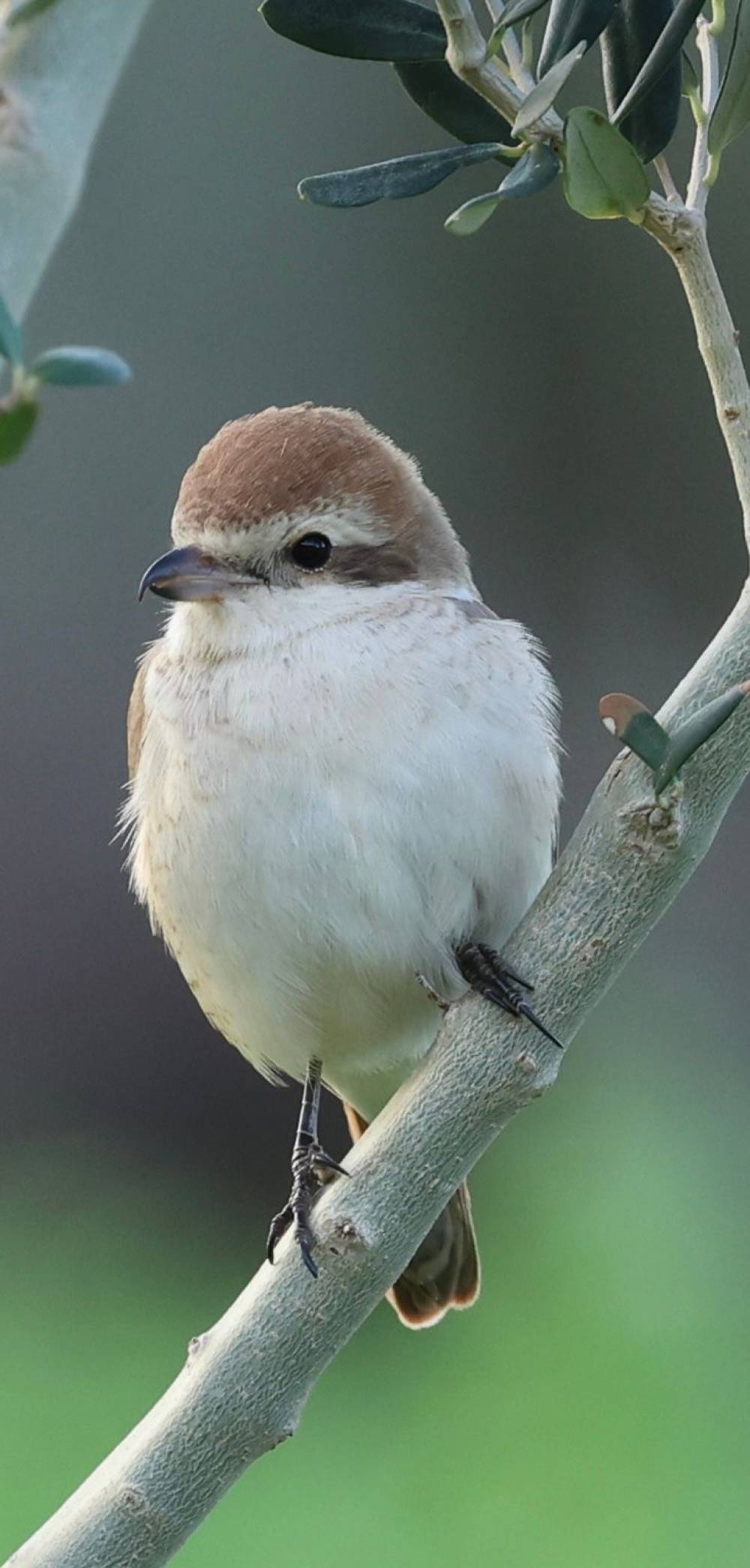 Hatay'da ilk kez T&uuml;rkistan &ouml;r&uuml;mcekkuşu g&ouml;r&uuml;ld&uuml;