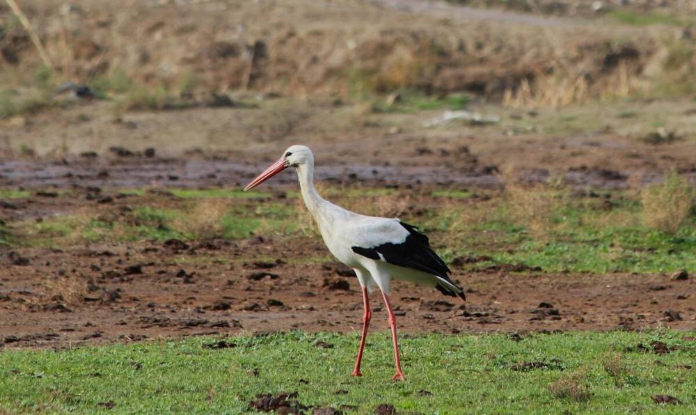 Aydın'da yılın ilk leyleğini g&ouml;rd&uuml;, bir &ccedil;uval un kazandı