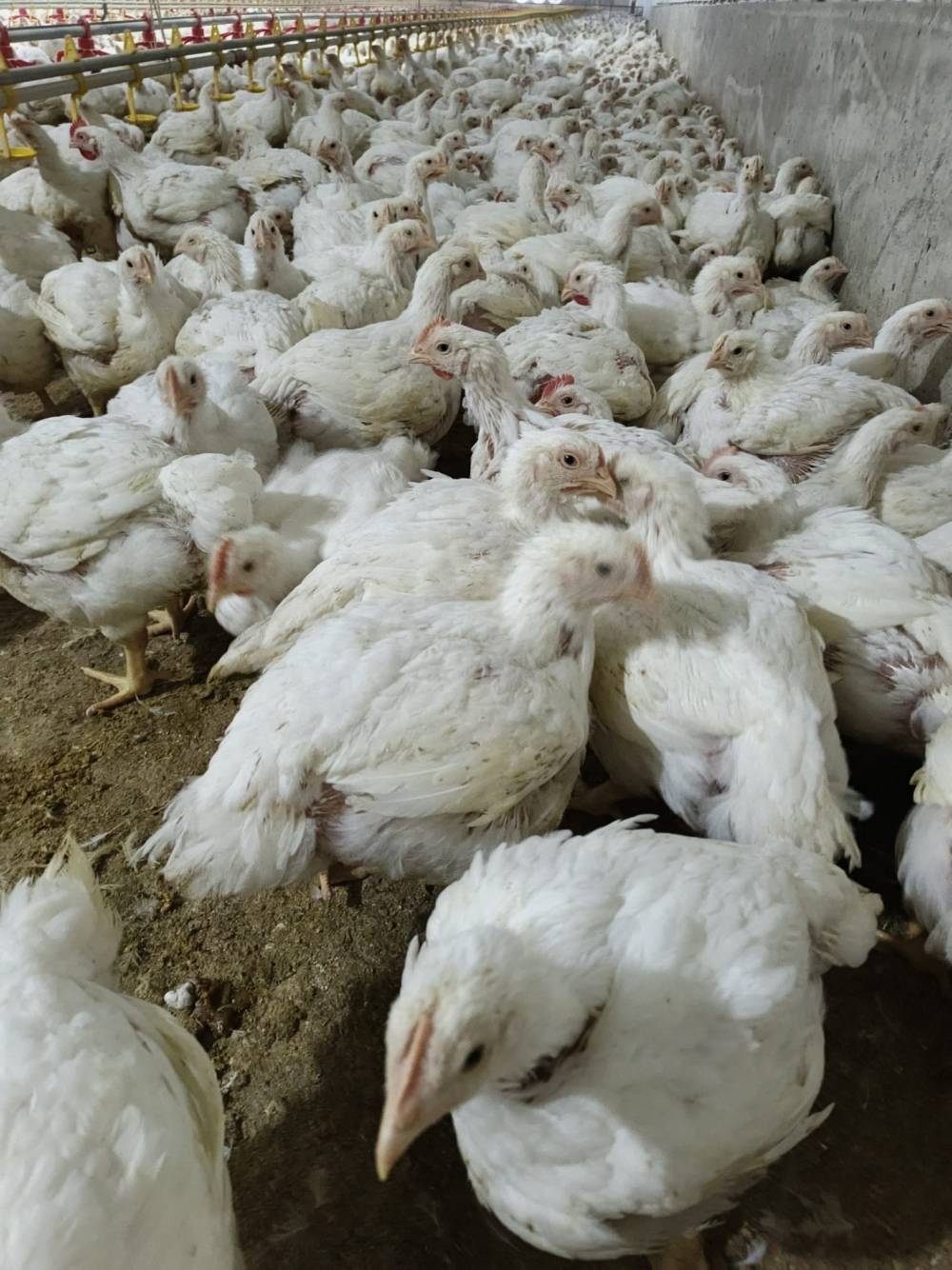 Tarsus&rsquo;ta tavuk &ccedil;iftliğinde kuş gribi &ccedil;ıktı