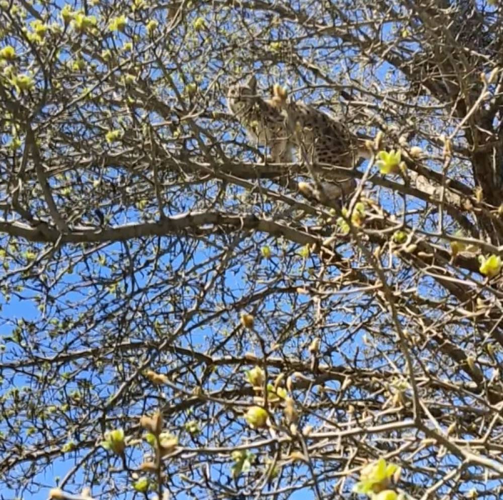 Vaşak, Kangal köpeklerinden ağaca tırmanarak kurtuldu