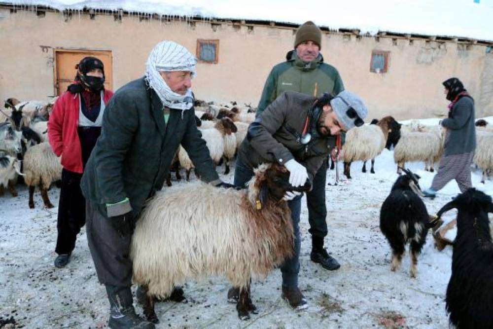 Bir haftada 26 koyunu öldü; nedeni araştırılıyor