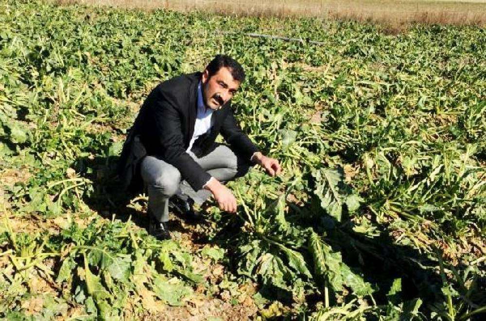 Çiftçiler, şeker pancarı ton başı taban fiyatına günceleme istiyor