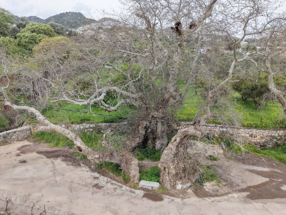 Bodrum'da 2 bin yıllık olduğu tahmin edilen &ccedil;ınar ağacı bulundu