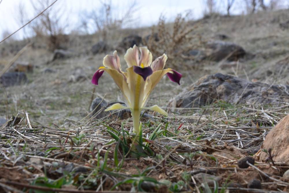 Kayseri'de nevruz &ccedil;i&ccedil;ekleri a&ccedil;tı
