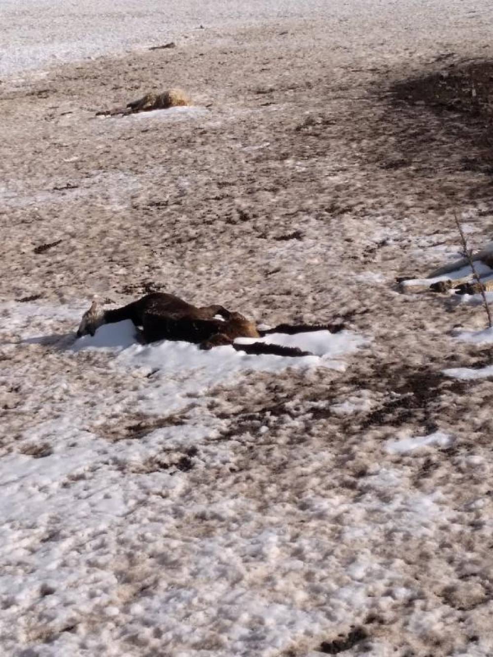 Yayla yolunda kar yağışına yakalanan sürüdeki 75 koyun öldü