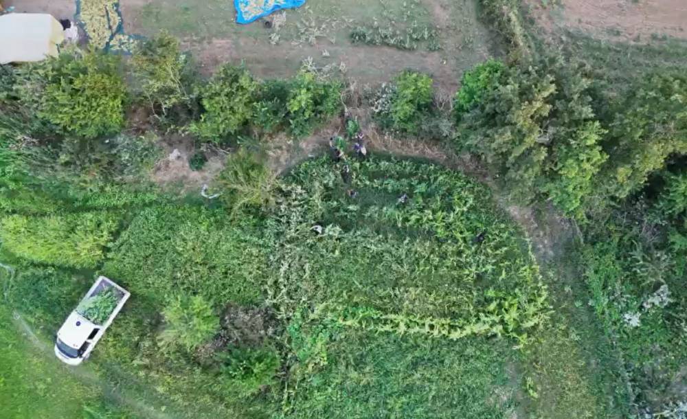 Samsun&rsquo;da kenevir operasyonu dron kamerasında