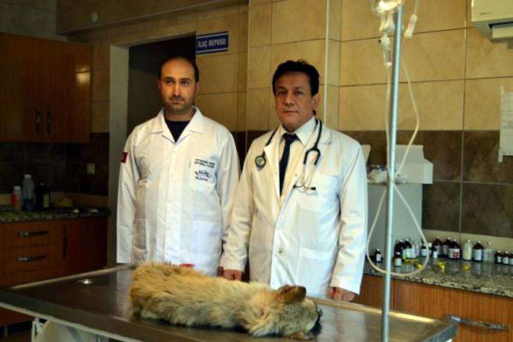 Manisa'da zehirlenen 22 köpekten 17'si öldü