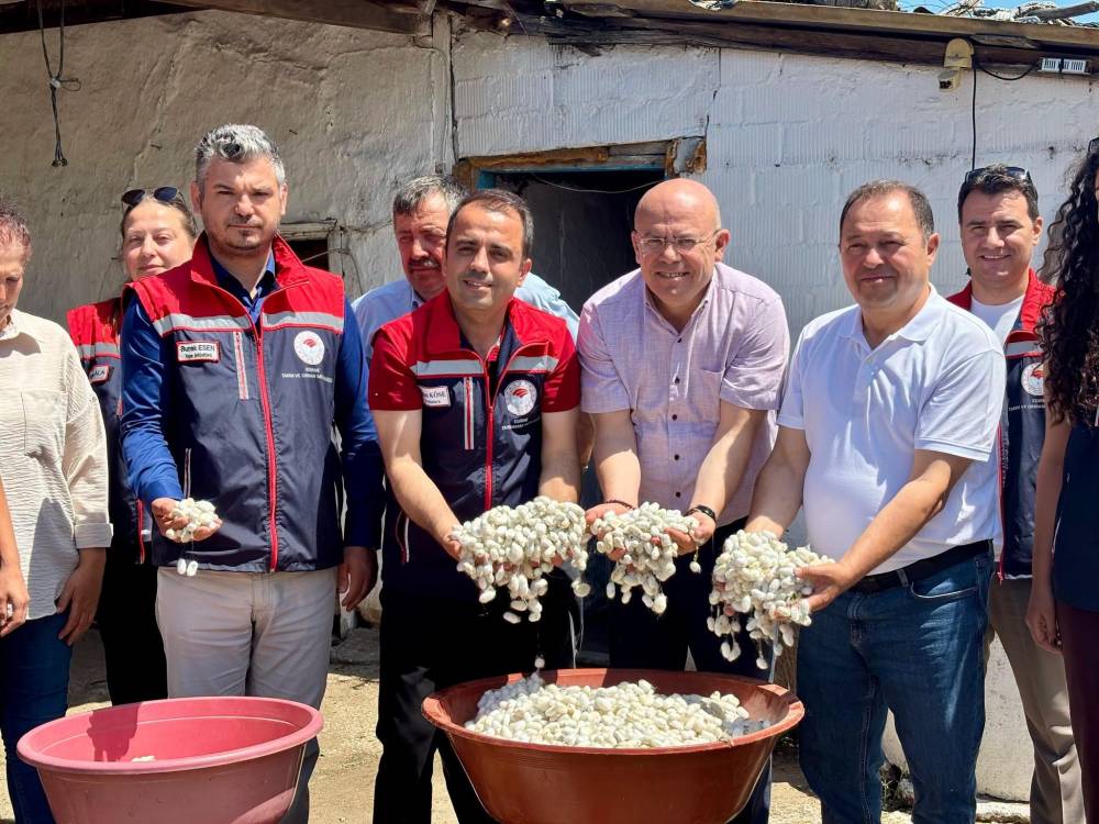 Edirne&rsquo;de kadınların &uuml;rettiği ipek b&ouml;ceklerinden elde edilen yaş kozaların hasadı yapıldı