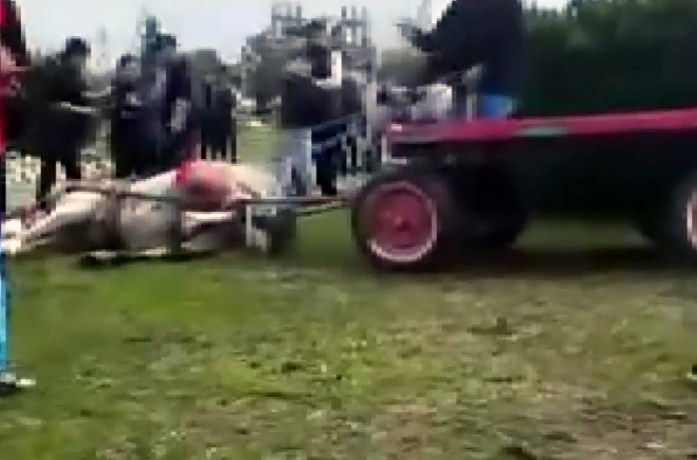 Sahibinin, koşmadığı i&ccedil;in d&ouml;vd&uuml;ğ&uuml; at bayıldı