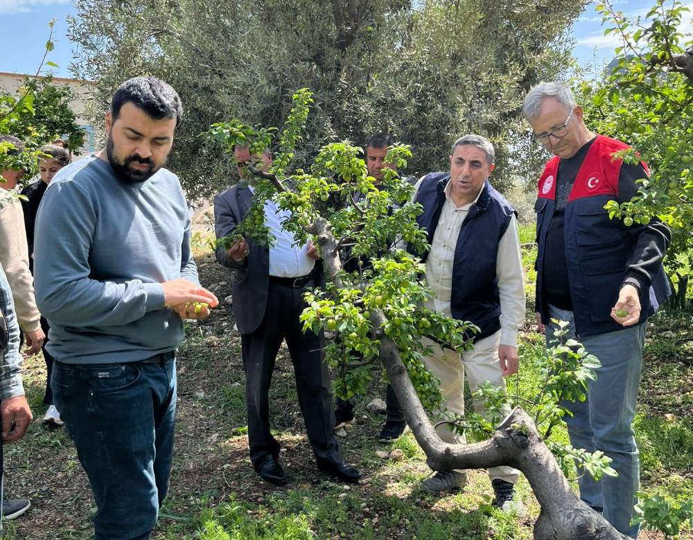 Silifke&rsquo;de dolu erik ağa&ccedil;larına zarar verdi