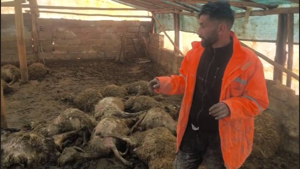 Ağıla giren kurt, 40 koyunu &ouml;ld&uuml;rd&uuml;