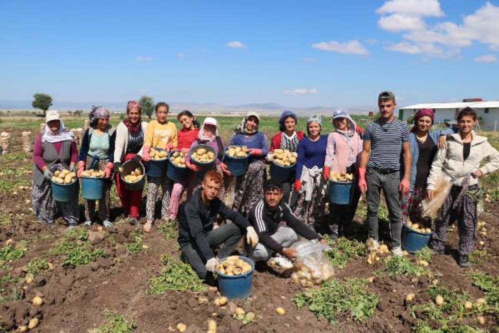 Patates üretim merkezlerinden Sandıklı'da hasat başladı, fiyat çiftçinin yüzünü güldürdü