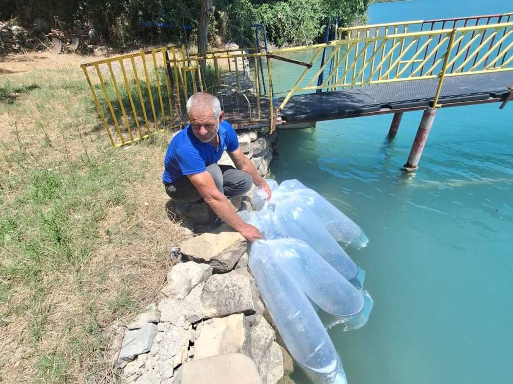 400 bin yavru balık suya bırakıldı