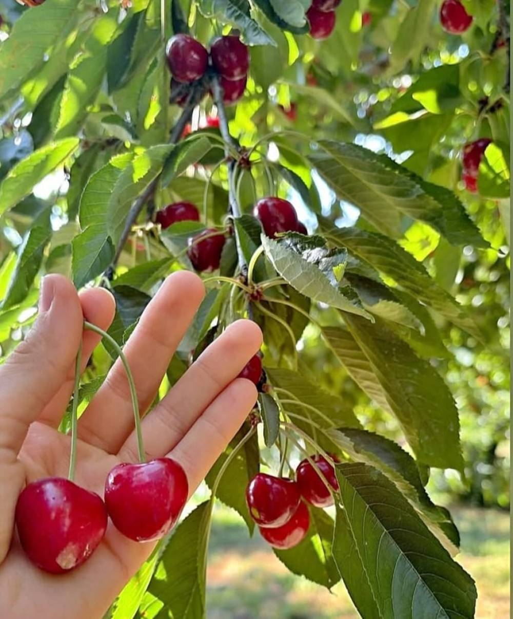 &Ccedil;ığşar kirazında hasat başladı