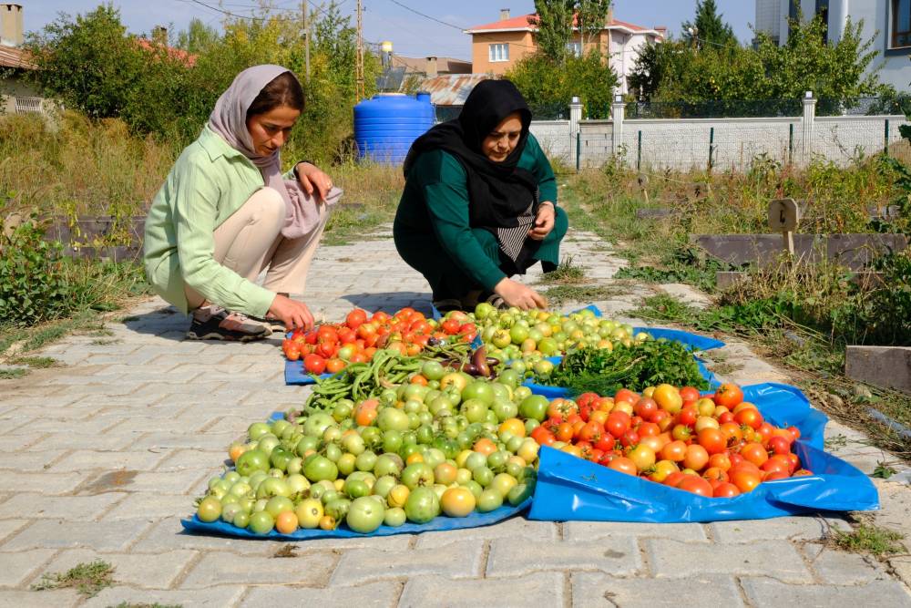 Van&rsquo;da kadın bostanında son hasat yapıldı