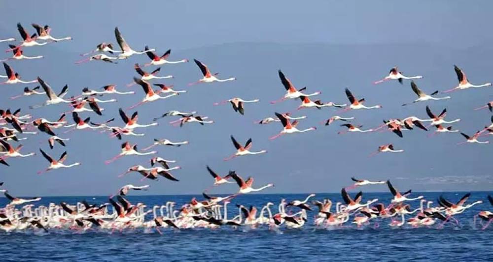 Flamingoların konaklandığı Van G&ouml;l&uuml;'nde geri &ccedil;ekilme ile birlikte adacıklar oluştu