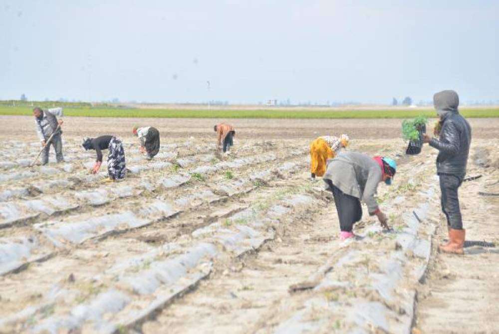Çukurova’yı don ikinci kez vurdu; ekili alanlar zarar gördü