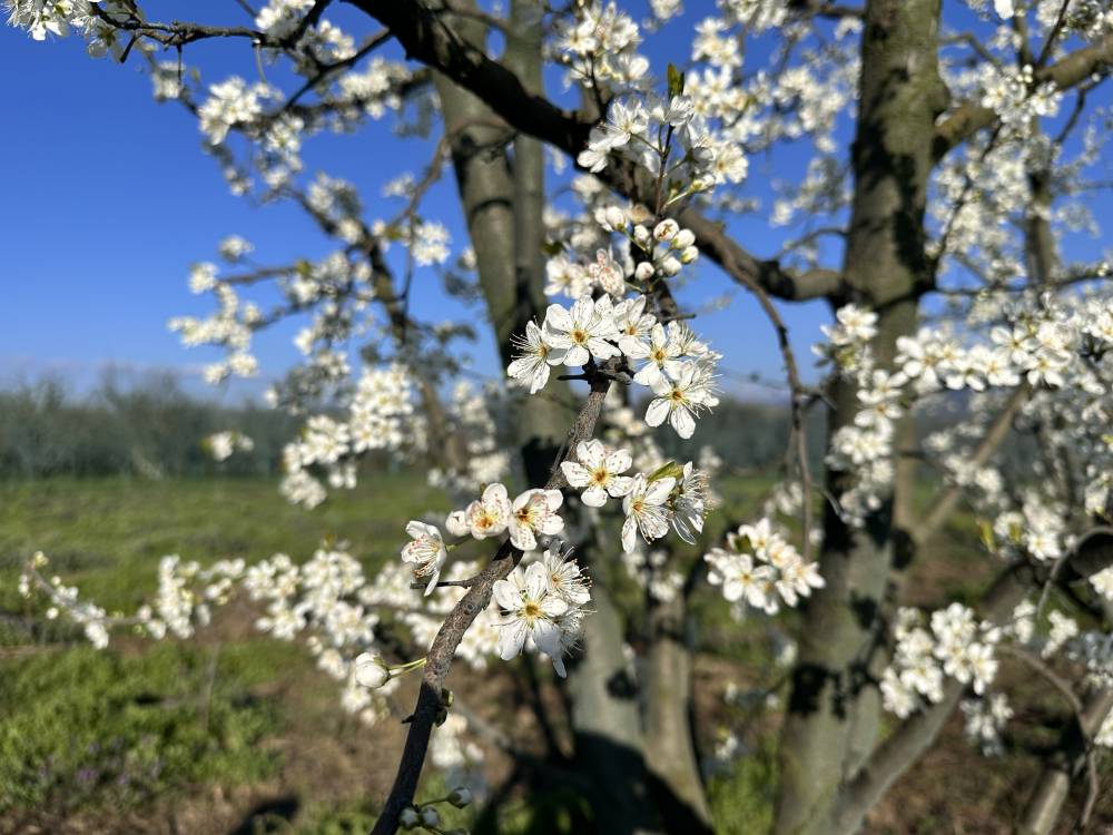 Meyve ağa&ccedil;ları &ccedil;i&ccedil;ek a&ccedil;tı, &ccedil;ift&ccedil;i zirai dondan endişeli