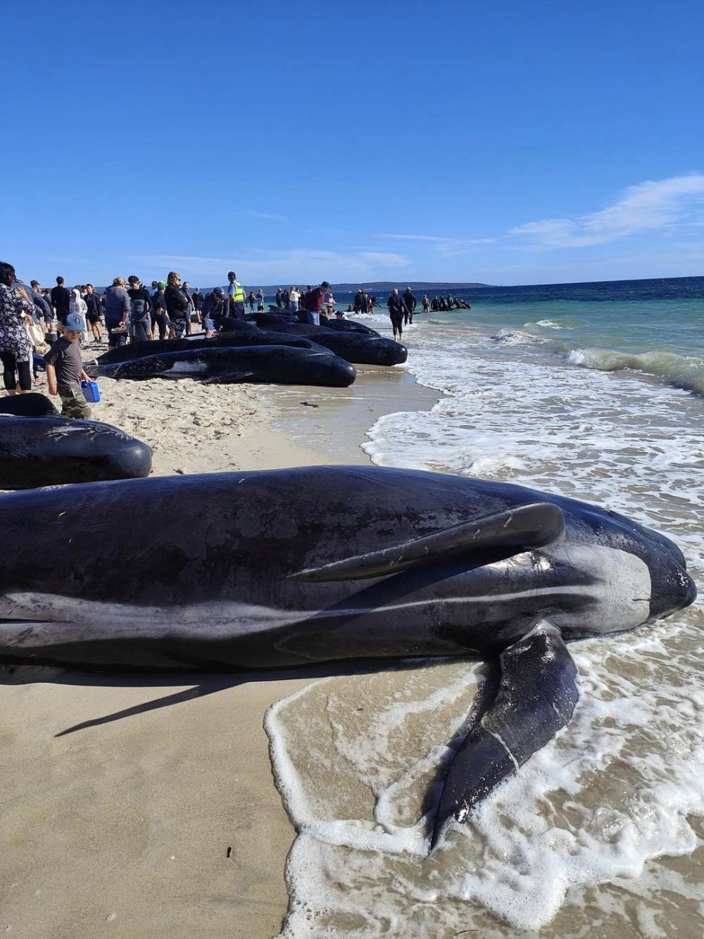 Avustralya’da 100’den fazla balina kıyıya vurdu, 29’u öldü