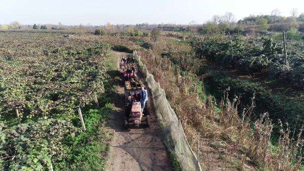 İngiltere ve Rusya'nın gözü bu kivi ormanında