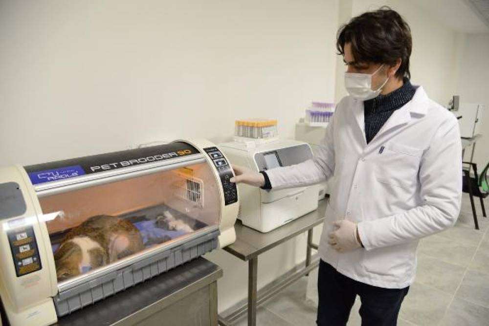 Kedi sezaryenle 3 yavru doğurdu