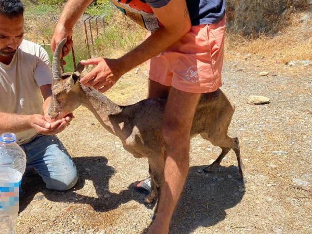 Yaralı dağ keçisi kurtarıldı