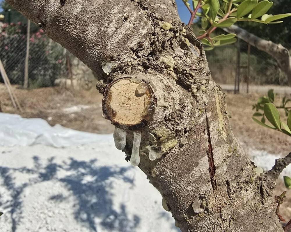 Muğla&rsquo;da sakız hasadı başladı