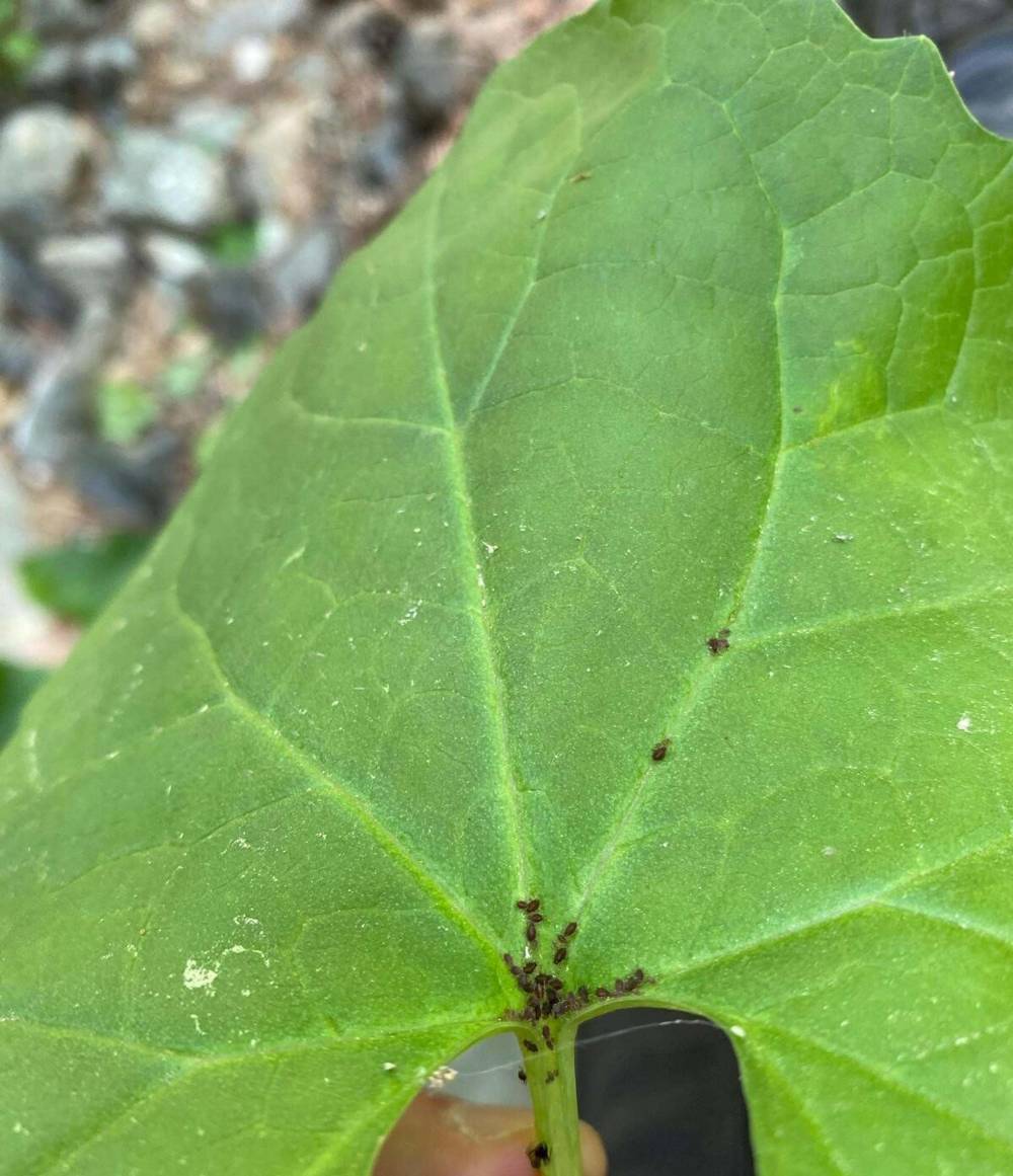 Kaz Dağları'nda yeni bir b&ouml;cek t&uuml;r&uuml; keşfedildi