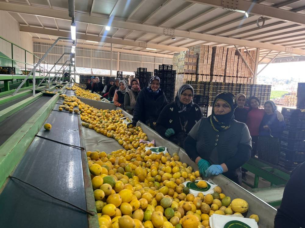 Silifke halinde limonun kilosu 40 TL'ye d&uuml;şt&uuml;