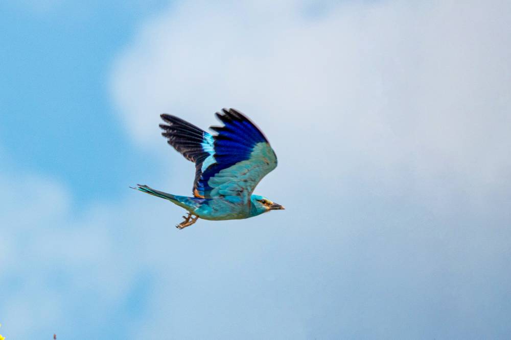 Adıyaman'da g&ouml;kkuzgun g&ouml;r&uuml;nt&uuml;lendi