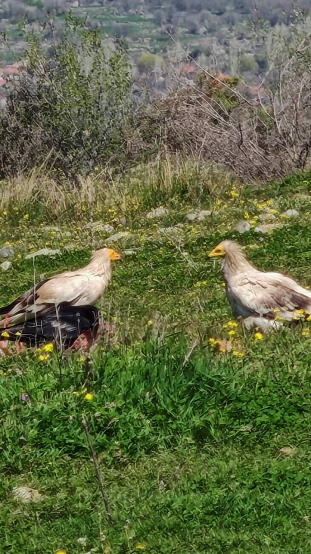 Bolu&rsquo;da nesli tehlikedeki Mısır akbabaları g&ouml;r&uuml;nt&uuml;lendi
