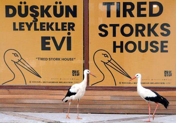 Göç edemeyen leylekler 'Düşkün Leylekler Evi'nde misafir ediliyor  