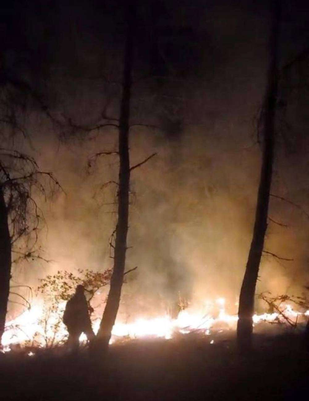 Tekirdağ'da çıkan orman yangınında 10 dönüm alan kül oldu