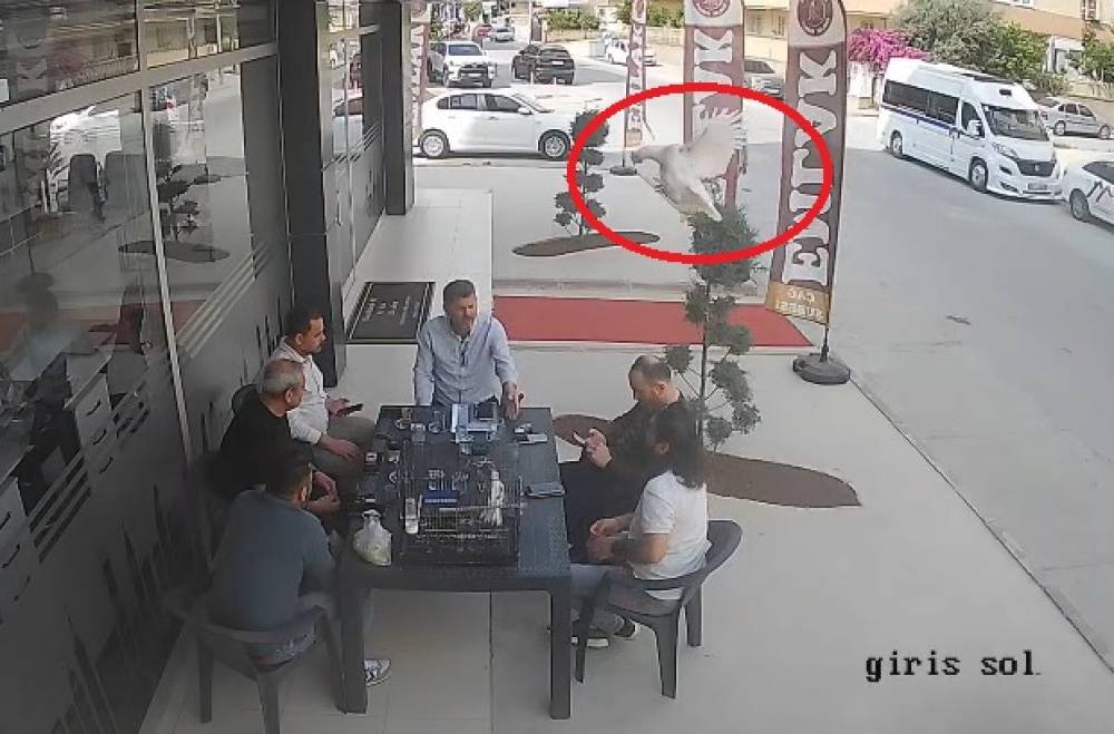 Tarsus&rsquo;ta tavuk u&ccedil;arak masaya kondu, &ccedil;evresindekiler panik yaşadı