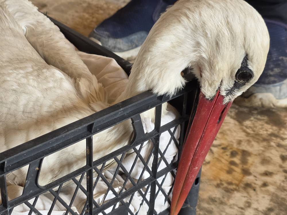 Hatay'da 2 ayda g&ouml;&ccedil; yolundaki 53 leylek vuruldu 