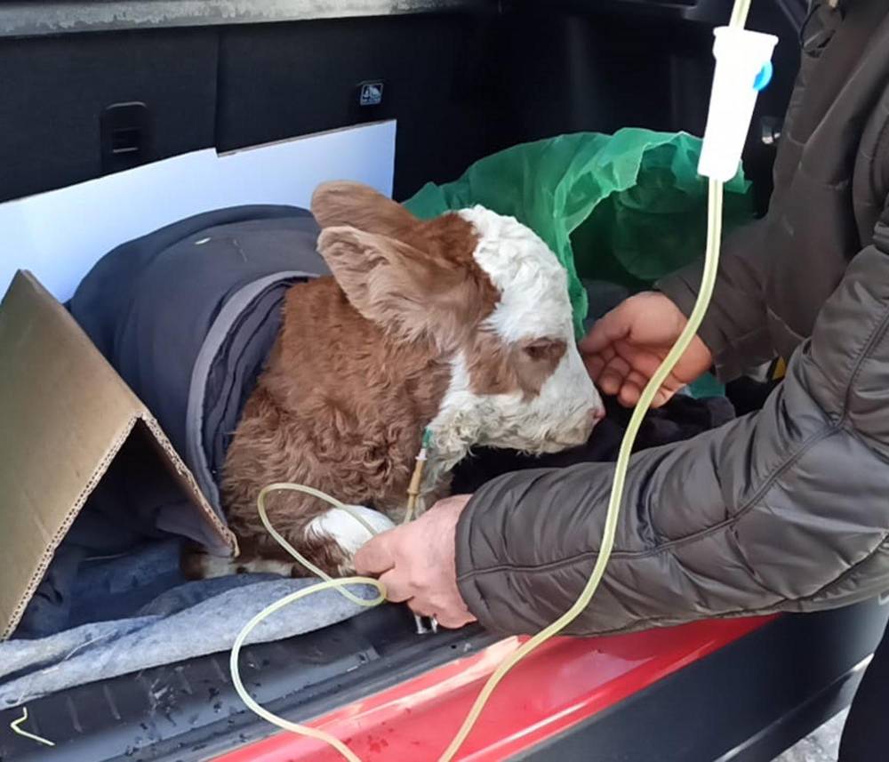 Buzağıya otomobilin bagajında serum tedavisi