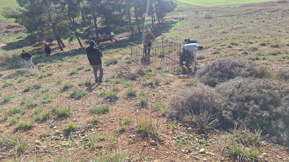 Dağ ceylanı, &ccedil;izgili sırtlan ve kurt aynı habitatı paylaşıyor