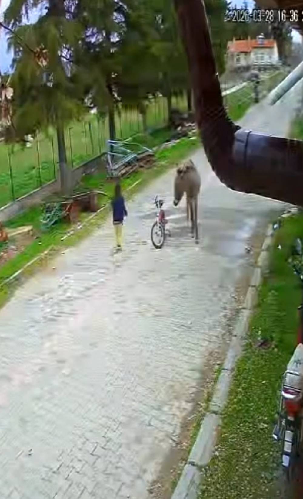 Evinin &ouml;n&uuml;nde oynayan &ccedil;ocuğa eşek saldırdı; o anlar kamerada