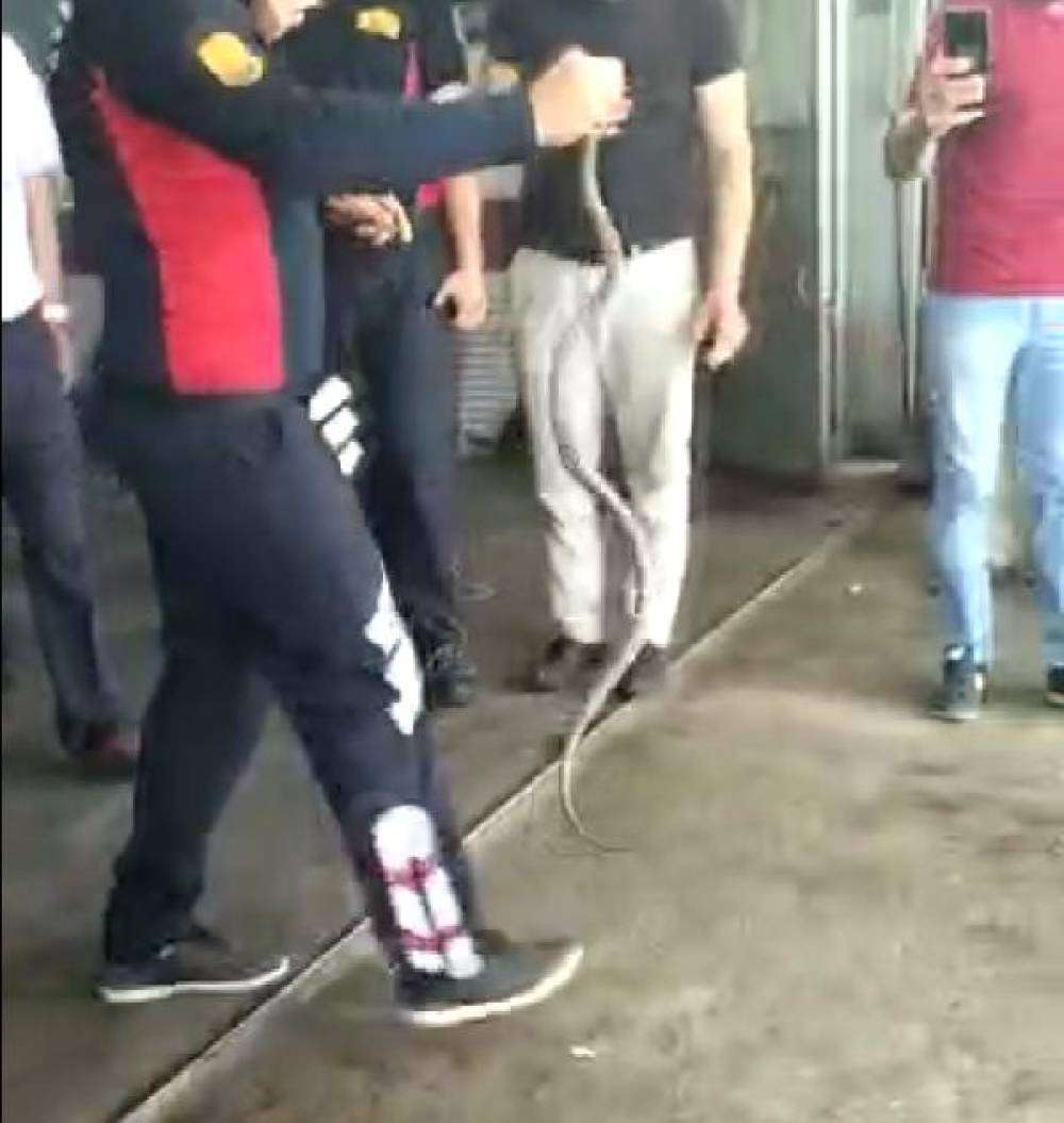 Otomobile giren yılanı itfaiye çıkardı