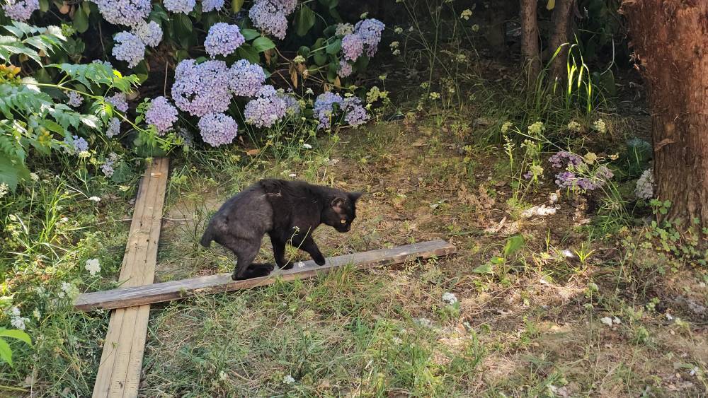 &Ouml;ğretmenler v&uuml;cudunda kırıklar olan kediyi aralarında para toplayıp tedavi ettirdi