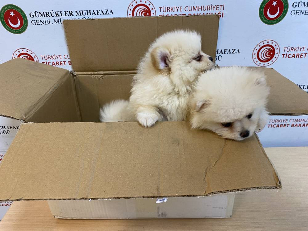  Kapıkule'de 'Pomeranian' cinsi 6 k&ouml;pek yavrusu ele ge&ccedil;irildi