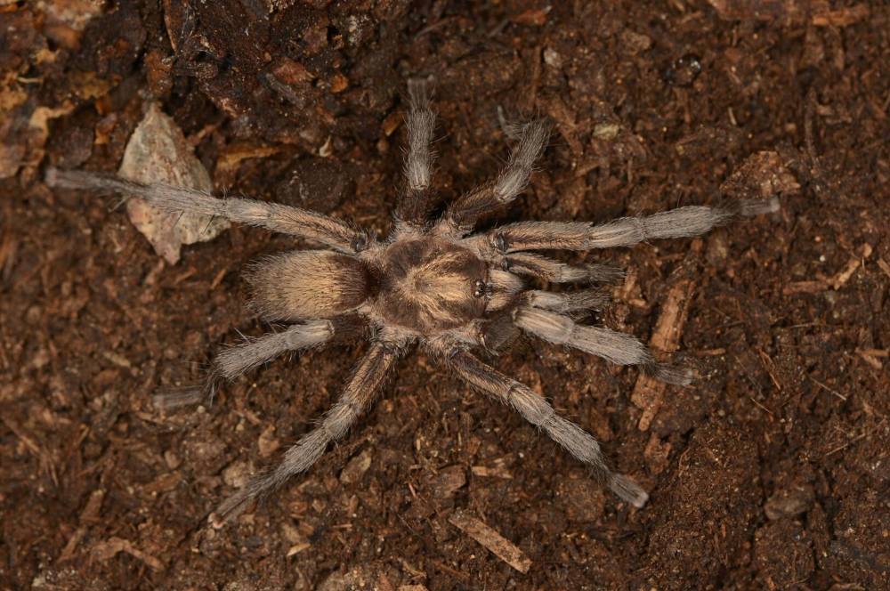 T&uuml;rkiye'nin yeni tarantula t&uuml;r&uuml; tescillendi