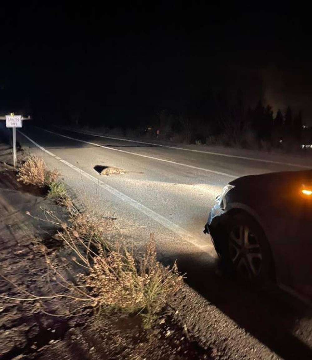 Otomobilin çarptığı 5 domuz öldü