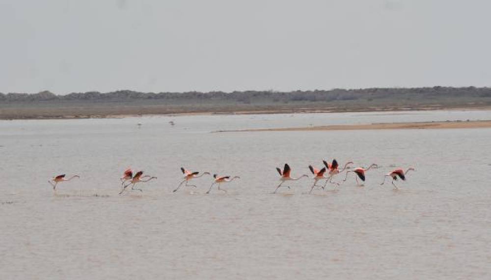 Tuz Gölü'nün misafirleri flamingolar gelmeye başladı 