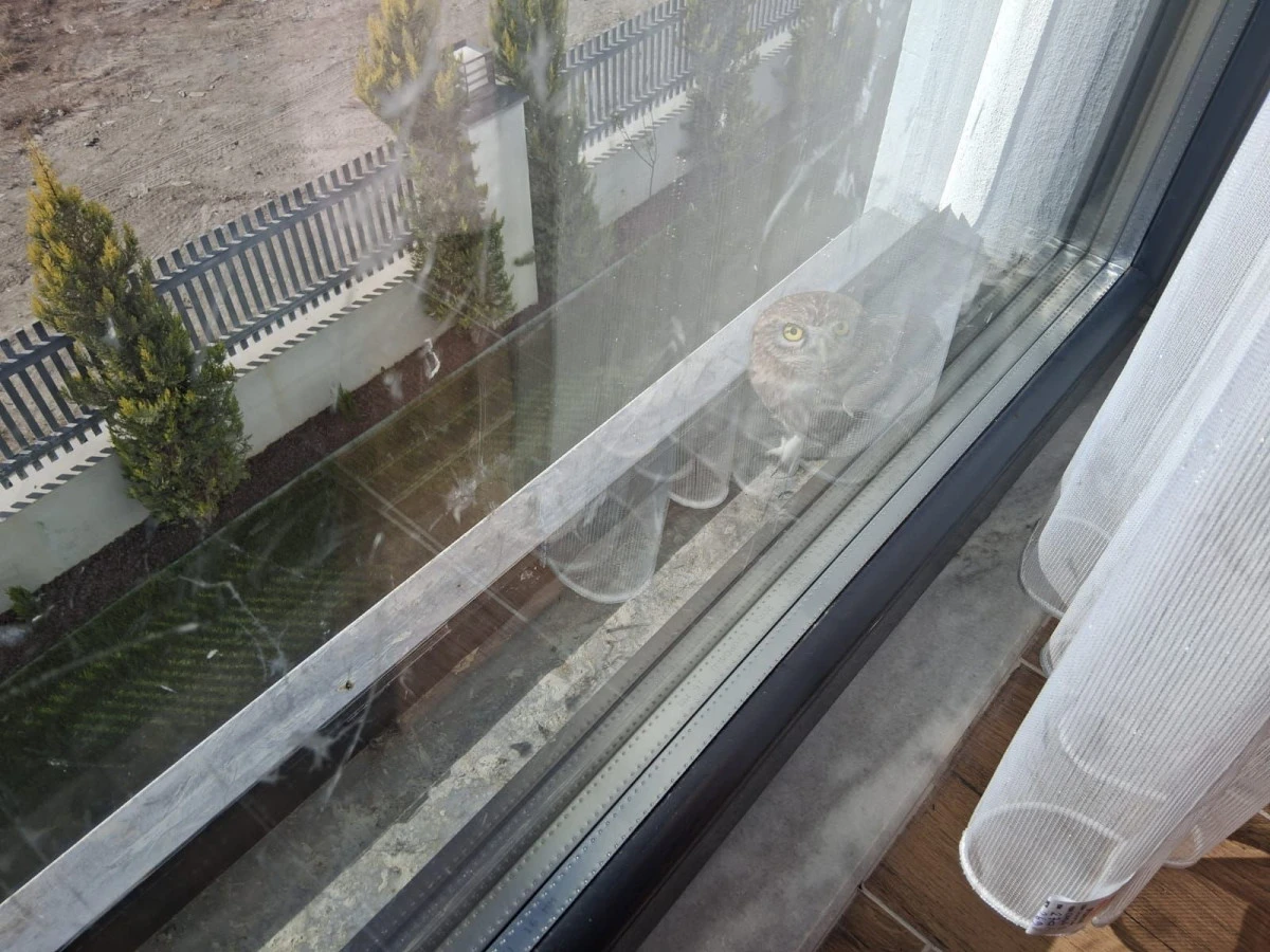 Balkon Camına Sıkışan Baykuş Kurtarıldı