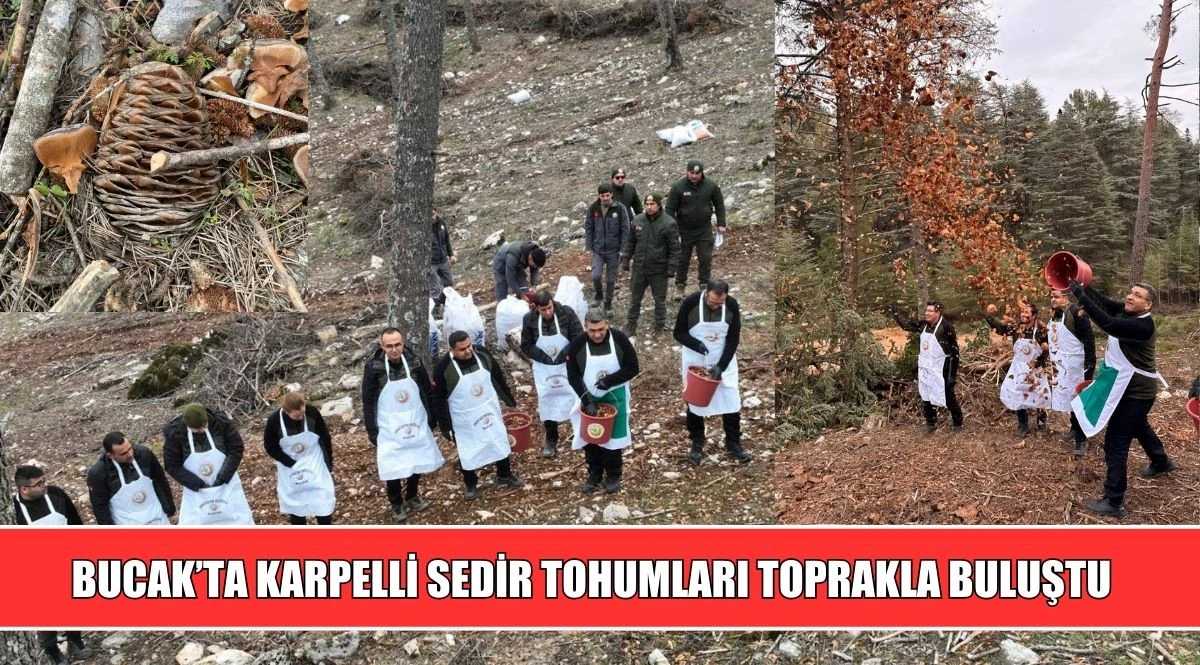 BUCAK&rsquo;TA KARPELLİ SEDİR TOHUMLARI TOPRAKLA BULUŞTU
