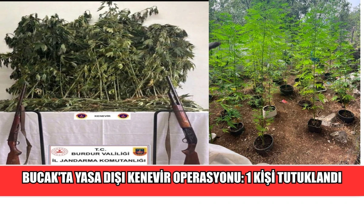 Bucak'ta yasa dışı kenevir operasyonu: 1 kişi tutuklandı