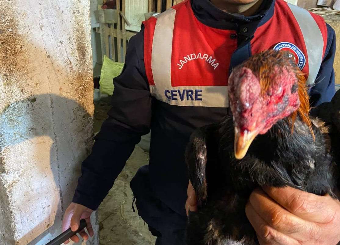 Horoz dövüştürerek kumar oynayan 7 kişiye, toplam 95 bin 487 lira ceza