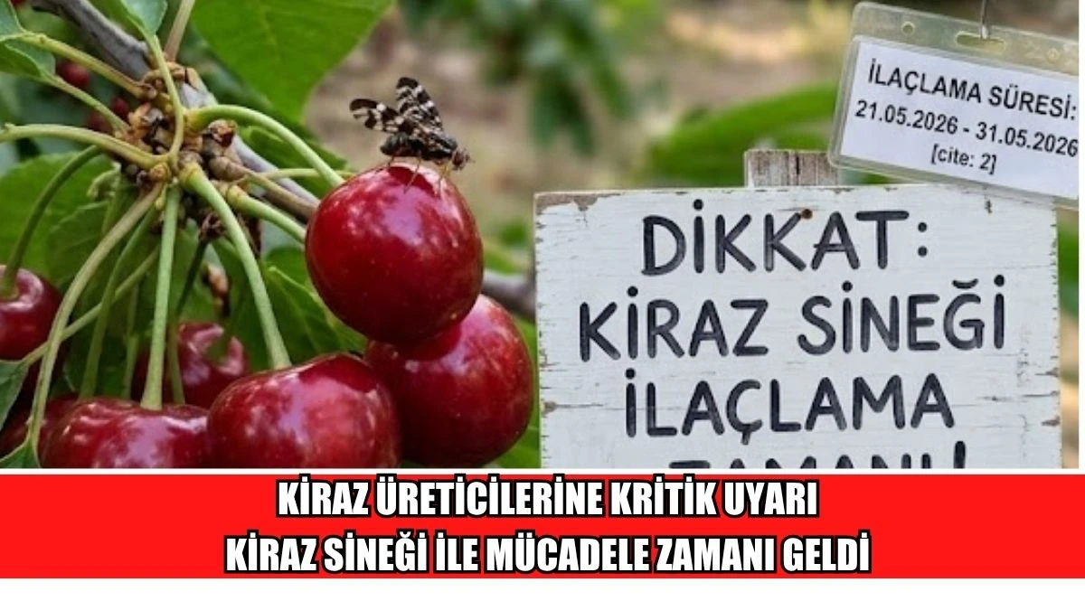 KİRAZ &Uuml;RETİCİLERİNE KRİTİK UYARI: KİRAZ SİNEĞİ İLE M&Uuml;CADELE ZAMANI GELDİ