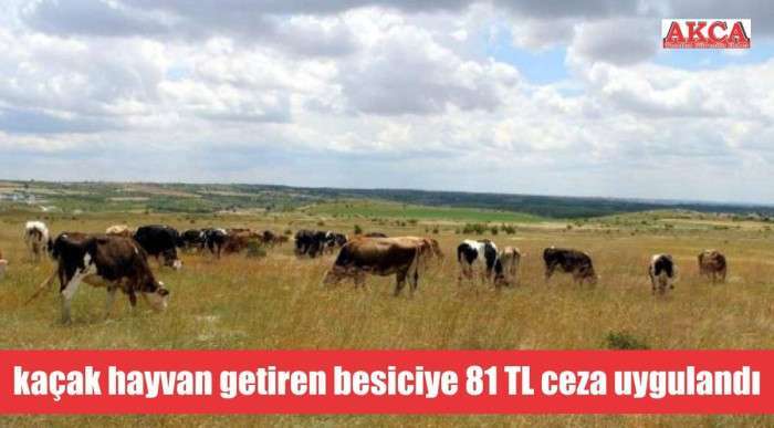 Kırklareli'ne kaçak hayvan getiren besiciye 81 TL ceza uygulandı